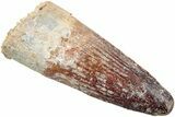 Fossil Spinosaurus Tooth - Real Dinosaur Tooth #234332-1